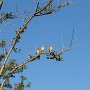 Parque Ecologico in Campinas met 3 uilen in een boom.