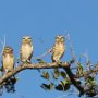 Parque Ecologico in Campinas maar nu met de uilen naar voren gehaald.