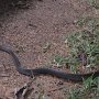 Deze slang liep voor ons terrasje van ons vakantiehuisje  in Anuradhapura.<br />